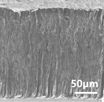 SEM cross-section of vertically-oriented graphene (scale 50 μm)
